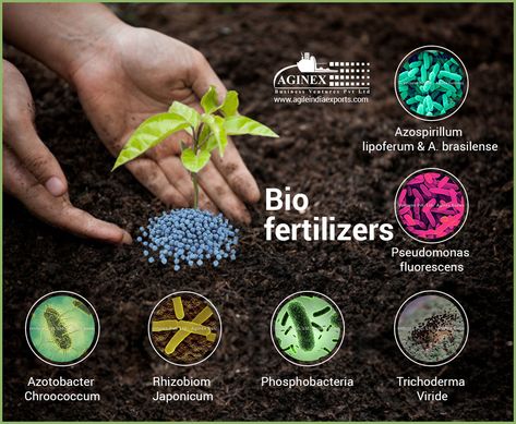 Bio fertilizers contain living microbes, generally bacteria and/or fungi.  These microorganisms add nutrients to the soil by nitrogen fixation and by solubilizing both phosphorus and sulphur. Here are some benefits of bio-fertilizers.  1. Cost-efficient & eco-friendly 2. Time consuming is less during production 3. Fertility of the soil increases 4. Heavy metal toxicity to the plants is reduced.  #Aginex #organicfertilizers #cowdungmanure #organicmanure #organiccompost #biocompost #vermicompost Organic Fertilizer For Plants, Fertilizer Advertising, Fertilisers Packaging, Organic Fertilizer Packaging, Fertilization Process, Soil Microorganisms, Nitrogen Fixation, Amazing Facts For Students, Basic Anatomy And Physiology