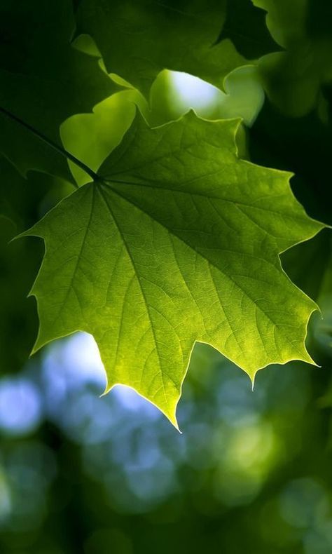 217 Emerald City, Tree Leaves, Green Nature, World Of Color, Green Leaf, Green Aesthetic, Ikebana, Flowers And Leaves, Phone Backgrounds