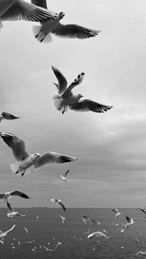 Aesthetic Background Black And White, Wallpaper Iphone Aesthetic White, Bird Aesthetic Wallpaper, Albatross Wallpaper, Dark White Background, Wallpaper Iphone Dark, Instagram Photo Frame, Phone Screen Wallpaper, Simple Phone Wallpapers