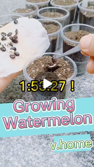 Seed to Flowers on Instagram: "Growing Watermelon: Tips and Techniques🍉 #planting #seeds #plants #watermelon #garden #gardening #plantlovers #gardenlovers #gardentips #gardenlife ##backyardgarden #plantcare #growtips" Watermelon Tips, Growing Watermelon, Watermelon Garden, Home Jungle, How To Grow Watermelon, Growing Vegetables In Pots, Garden Hacks Diy, Vegetable Garden Planner, Small Vegetable Gardens