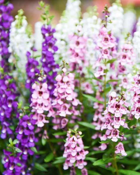 types of flowers angelonia Angelonia Flower, Daphne Shrub, Flowers With Names, Shade Loving Flowers, Evergreen Garden, Different Types Of Flowers, Plant Tags, Garden Shrubs, Ground Cover Plants