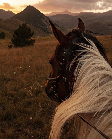 Hello Sunshine on Tumblr Horseback Aesthetic, Horseback Riding Aesthetic, Evening Aesthetic, Horsey Life, Into The Void, Horse Aesthetic, Majestic Horse, The Void, Leave Me Alone