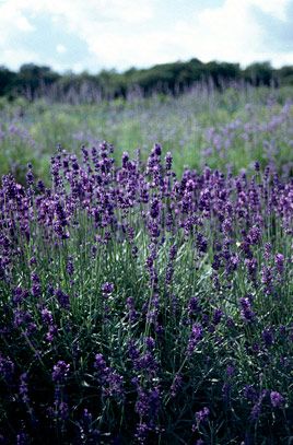 Lavandula augustifolia Lavandula Hidcote, Lavender Hidcote, Lavender Varieties, Rock Garden Plants, Dry Garden, English Lavender, Winter Plants, Garden Shrubs, Gardening Advice