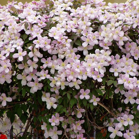 Clematis Montana Rubens, Clematis Trellis, Clematis Montana, Pergola Attached To House, Iron Lanterns, Love Garden, Climbing Plants, Clematis, Native Plants