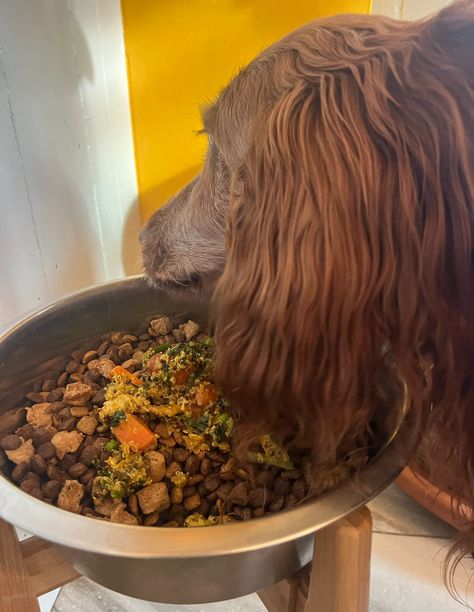 Homemade Dog Food in the Instant Pot - Vet Approved Homemade Dog Food Recipes Vet Approved Instant Pot, Dog Food Instant Pot, Home Made Dog Food Recipes Vet Approved, Instant Pot Dog Food Recipes, Food Instant Pot, Homemade Dog Food Vet Approved, Dog Food Recipes Crockpot, Veal Stew, Dog Food Recipe