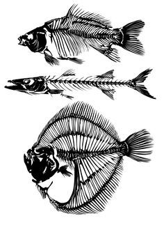 Fish Bones Drawings, Animal Bone Tattoo, Fish Bone Drawing, Necromancer Tattoo, Sasha Tattoo, Screenprinting Ideas, Cloud Runner, Fish Bone Tattoo, Fish Anatomy