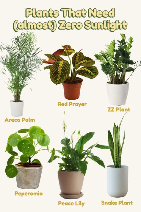 Plant Top View, Inside House Plants, Low Light House Plants, Indoor Plants Low Light, Air Cleaning Plants, Easy House Plants, Low Light Indoor Plants, Household Plants, Plant Care Houseplant