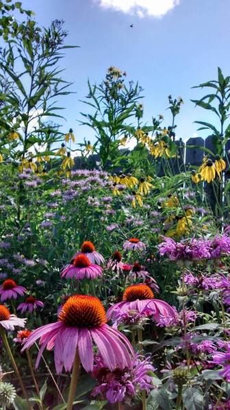 Wildflower Garden Design, Pollinator Garden Design, Native Plant Landscape, Prairie Garden, California Native Plants, Native Plant Gardening, Short Plants, Wildflower Garden, Pollinator Garden