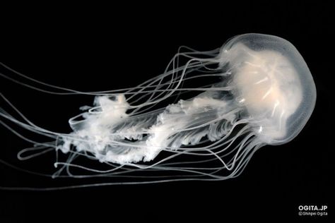 Jellyfish Aesthetic, White Jellyfish, Jellyfish Pictures, Sea Jellies, Marine Biology, Marine Animals, Ocean Creatures, Sea Animals, Deep Sea