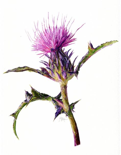 Thistle Painting, Thistle Plant, Flower References, Water Color Markers, Thistle Tattoo, Thistles Art, Seed Art, Spring Art Projects, Thistle Flower