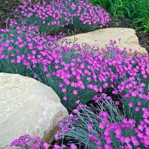 Drought Tolerant Perennials, Boxes Ideas, Desert Garden, Cut Flower Garden, Sun Plants, Ground Cover Plants, Beautiful Flowers Garden, Side Yard, Perennial Garden