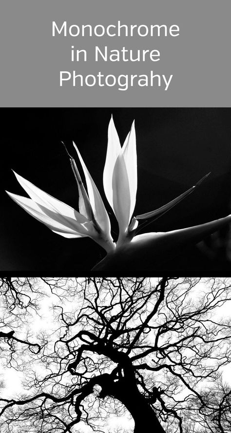 Black And White With Color, Texture Ideas, Photography Inspiration Nature, Nature Photography Tips, New Photography, Photography Black And White, Lack Of Color, Fine Photography, Black And White Landscape