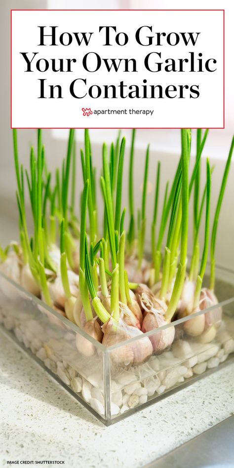 Garlic In Containers, Grow Garlic Indoors, Garlic Growing, Gemüseanbau In Kübeln, Regrow Vegetables, Grow Garlic, Indoor Vegetables, Garden Tomatoes, Planting Garlic