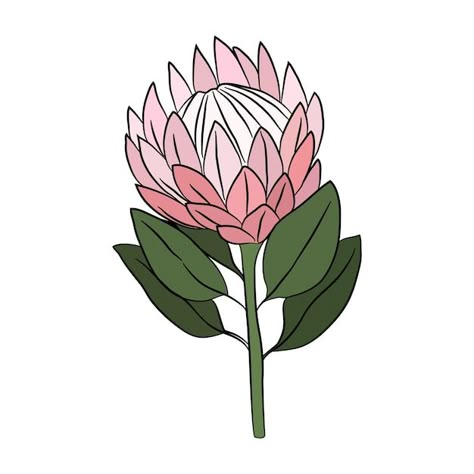 Protea Flower Template, Australian Plants Illustration, Protea Drawing Simple, Protea Mosaic, Protea Flower Drawing, Protea Line Drawing, Protea Flower Painting, Protea Drawing, Protea Illustration