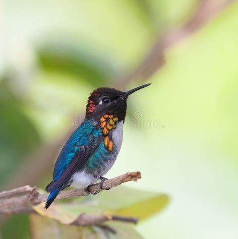 Male Bee, Monkey Species, Pygmy Marmoset, Bee Hummingbird, Hummingbirds Photography, Hummingbird Pictures, Small Snakes, Large Animals, Small Birds