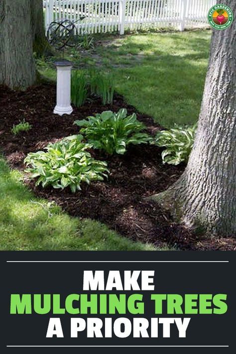 Large Mulch Bed Around Tree, Rock Landscaping Around Trees, Black Mulch Around Tree, Landscaping Between Two Trees, Mulch Under Trees, Mulch Around Trees Landscaping Ideas, Landscaping Between Trees, Tree Mulch Ideas, How To Mulch Around Trees