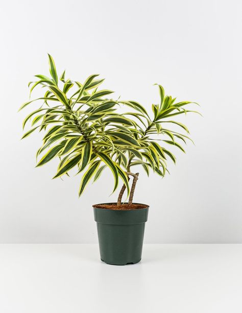 Dracaena Reflexa, Song of India, several options available from 6in to 7gal. Dracaena Song of India also known as Dragon plant or Dracaena Reflexa, in an evergreen shrub with very unique growing habits, no two plants are alike, they tend to grow upright or sideways in search of sunlight, the leaves are narrow and short 3-4 inches in length, the color blends are green with yellow stripes on the outer edges, is a very slow grower and can adapt to different lighting conditions from low to bright li Song Of India Plant, Dragon Tree Plant, Dragon Plant, Dracaena Reflexa, Plants Care, Dracaena Plant, Live Indoor Plants, Plant Wishlist, Dragon Tree