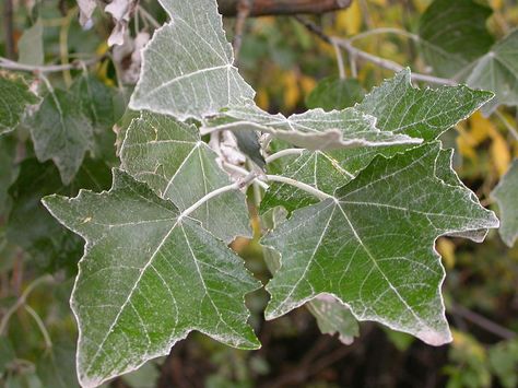 White Poplar, Poplar Tree, Tree Identification, Coastal Gardens, Trees And Shrubs, Leaf Shapes, Wikimedia Commons, Hedges, Different Types