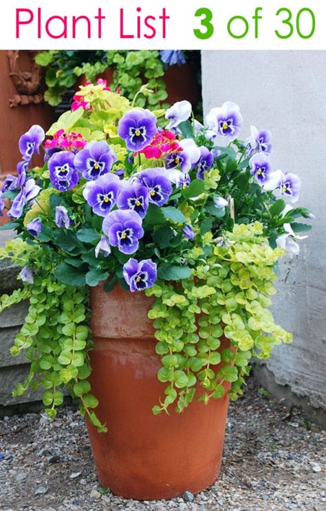 creeping jenny - the lovely drapey lime green plant Container Garden Design, Creeping Jenny, Container Gardening Flowers, Outdoor Stuff, Have Inspiration, Garden Containers, Container Gardens, Container Garden, Container Flowers