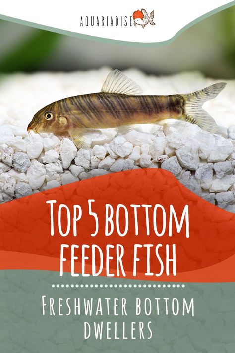 Which bottom feeder fish species are small and easy to keep in a freshwater aquarium? We’re going to take a look at five of the most common bottom feeder fish available and discuss their appearance, behavior, dietary needs, and preferred tank conditions. Bottom Feeder Fish, 5 Gallon Aquarium, Fish Freshwater, Aquarium Set, Goldfish Tank, Fish Feeder, Fresh Water Fish Tank, Cleaning Fish, Freshwater Aquarium Fish