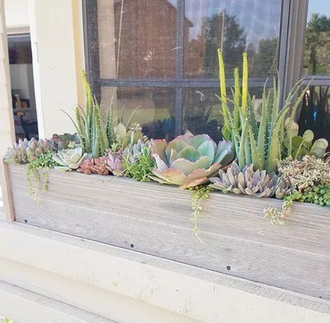 Window Flower Box Ideas, Flower Box Ideas, Window Flower Boxes, Window Box Plants, Window Plants, Window Box Flowers, Window Planters, Cozy Backyard, Indoor Window