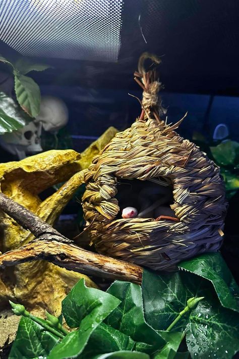 30 Striking Corn Snake Enclosure Ideas Snake Setup, Corn Snake Enclosure Ideas, Snake Enclosure Ideas, Corn Snake Enclosure, Boop Noodle, Bioactive Vivarium, Snake Cages, Snake Terrarium, Bearded Dragon Terrarium