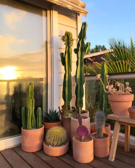 Cactus Ideas Decoration, Rooftop Cactus Garden, Cactus Grouping Ideas, Cactus Patio Ideas, Cactus Front Porch, Cactus Patio Decor, Cactus In Home, Cactus Potting Ideas, Cactus Indoor Plant