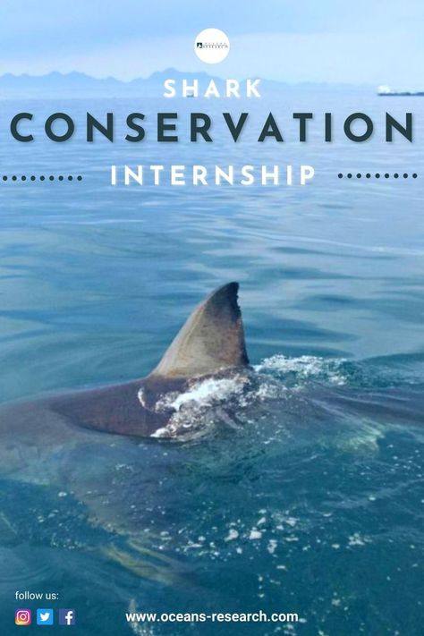 Marine Biology Aesthetic Photos, Orca Facts, Marine Biology Jobs, Biology Jobs, Oceanography Marine Biology, Save The Sharks, Shark Conservation, Marine Creatures, Conservation Biology