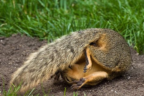 Animals Doing Yoga, T Pose, Animal Yoga, Squirrel Pictures, Cats Musical, A Squirrel, Cute Squirrel, Chipmunks, How To Do Yoga