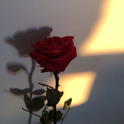 Red rose Red Rose Aesthetic, Rosé Dark Aesthetic, Rose Pfp, Ed Wallpaper, Red Roses Wallpaper, Rose Aesthetic, Dark Red Roses, Aesthetic Roses, Flowers Photography Wallpaper