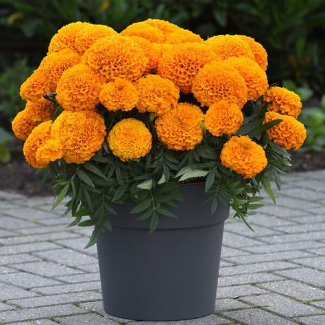 African Marigold, Full Sun Shrubs, Gardening Gift Baskets, Types Of Shrubs, Rectangle Planters, The Marvels, Bird Bath Garden, Blueberry Bushes, Sun Perennials