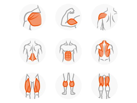 Workout muscle group icons by Simon Chalk Muscle Logo, Muscle Groups To Workout, Body Muscle Anatomy, Gym Icon, Group Icon, Workout Design, Science Icons, Health Icon, Fitness Icon