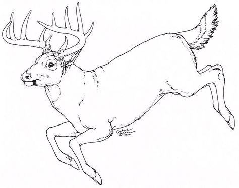 Whitetail by Emryswolf on DeviantArt Deer Drawing Easy, Deer Sketch, Bigfoot Art, Deer Drawing, Deer Illustration, Cnc Art, Sketch Pencil, Deer Art, Vector Sketch