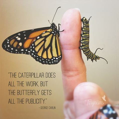 "The caterpillar does all the work, but the butterfly gets all the publicity." - George Carlin :: Monarch Butterfly #quotes #butterflies #caterpillars #tarynisms Caterpillar To Butterfly Quotes, Caterpillar Quotes Inspirational, Monarch Butterfly Quotes, Monarch Butterfly Meaning, Caterpillar Quotes, Butterfly Spirit Animal, Caterpillar Tattoo, Butterfly Poems, Massage Therapy Quotes