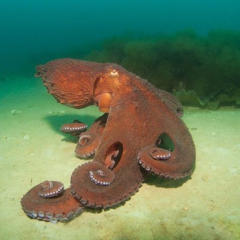 Oceana on Instagram: “The giant Pacific octopus is considered the largest octopus species in the world! The largest individual on record weighed an impressive…” Octopus Species, Pacific Octopus, Zoo Coloring Pages, Giant Pacific Octopus, Sea Holiday, Instagram Landscape, Marine Biology, Ap Art, Picture Credit