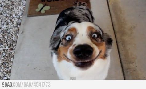 Happy australian shepherd. @Courtney Slemp Hahaha Joker, Funny Australian, Funny Dog Pictures, Totally Me, Smiling Dogs, Animal Quotes, Funny Animal Pictures, Dog Quotes, Australian Shepherd