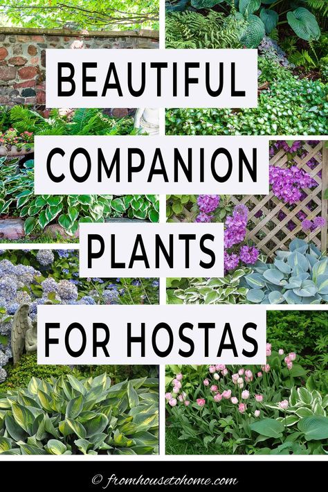 Learn the best perennials to plant with Hostas in your shade garden. This list of Hosta companion plants has perennials, shrubs, vines and annuals so you're sure to find something that will look good in your yard. #fromhousetohome #shade #garden #plants #hostas #shadegarden Giant Hostas Landscaping, Hosta Gardens Under Tree, Lavender And Hosta Garden, Where To Plant Hostas, Hosta Border Ideas, Ferns And Hostas Flower Beds, Shaded Side Yard Ideas, Hasta Gardens, Fern And Hosta Gardens