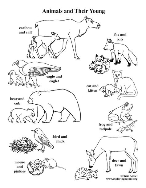 Color and Learn about Animal and Their Young on Exploringnature.org Wild Animals And Their Homes, Domestic And Wild Animals Activities, Animals And Their Young Ones, Classifying Animals Worksheet, Coloring Pages Of Animals, Herbivores Animals Worksheet, Animals And Their Babies, Mammals Activities, Picture Food