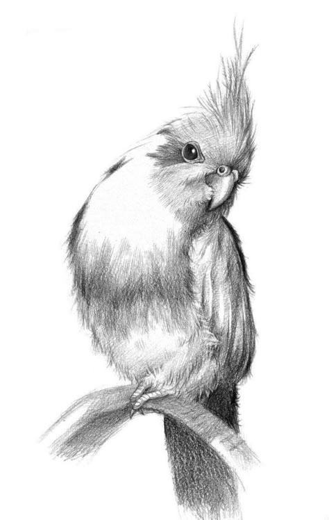 Bird Pencil Drawing, Drawing Bts, Realistic Animal Drawings, Realistic Sketch, Pencil Drawings Of Animals, Drawings Of Animals, Bird Sketch, Animal Drawings Sketches, Cool Drawing