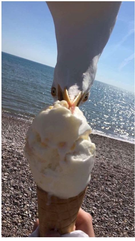 Seagull, ice cream Funny Situations, Beach Humor, Timing Is Everything, Perfectly Timed Photos, Perfect Timing, Animal Photo, Beach Photos, Funny Photos, How To Take Photos