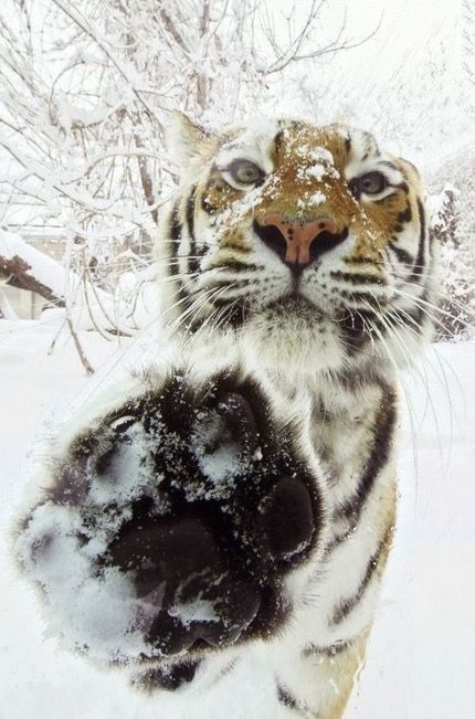 Tiger In The Snow, World Wildlife Day, Wildlife Day, March 3, The Snow, Animal Kingdom, Tigers