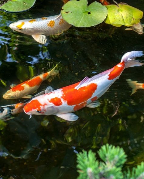 Backyard Koi Pond, Backyard Simple, Pond Animals, Fish Pond Gardens, Koi Painting, Backyard Pond, Pond Fish, Koi Art, Fish Feed