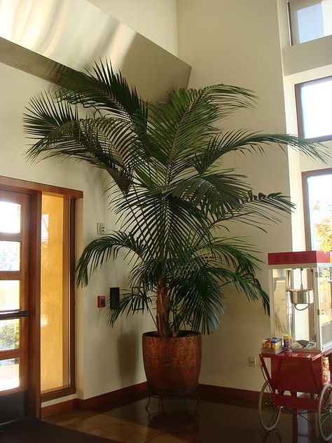 Kentia Palm Indoors, Best Indoor Trees, Big Indoor Plants, Indoor Palm Trees, Indoor Plants Styling, Indoor Palms, Kentia Palm, Garden Planter Boxes, Indoor Trees