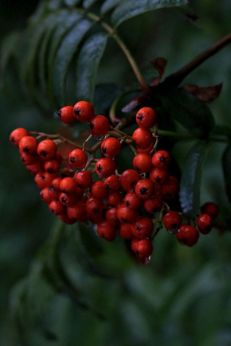 Rowan Rowan Tree Aesthetic, Terracotta Texture, Sorbus Aucuparia, Rowan Tree, 23 August, Tree Photo, Handmade Paper Crafts, Celtic Tree, The Shepherd