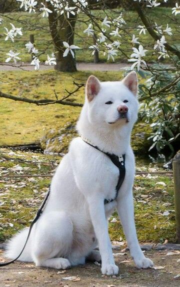 White American Akita, White Akita Inu Dog, White Akita, Japanese Dog Breeds, Japanese Akita, Akita Puppies, American Akita, Japanese Dogs, Akita Inu