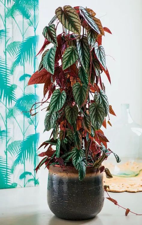 Cissus Discolor Care | How to Grow Rex Begonia Vine Indoors Cissus Discolor, Indoor Vines, Rex Begonia, Creeping Vines, Growing Succulents, Cactus Y Suculentas, Colorful Leaves, Balcony Garden, Healthy Plants