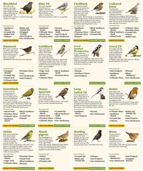 Texas Birds, Backyard Birds Watching, Backyard Birds Sanctuary, Bird Suet, Arc Notebook, Feed The Birds, Bird Feeding Station, Bird Identification, Bird Feeding