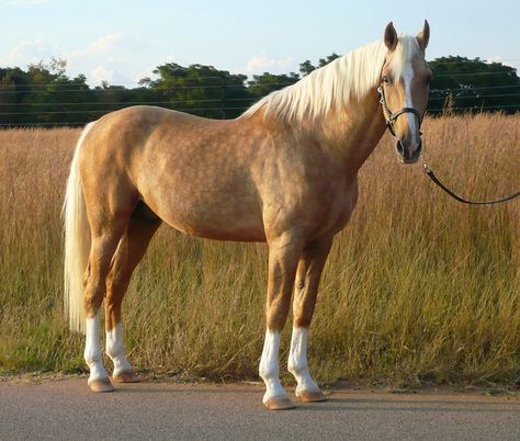 Blonde Horse, Horse Colours, Palomino Horses, Horse Standing, Tennessee Walking Horse, Horse Facts, Horse Pics, Pretty Blonde, Beautiful Horse Pictures