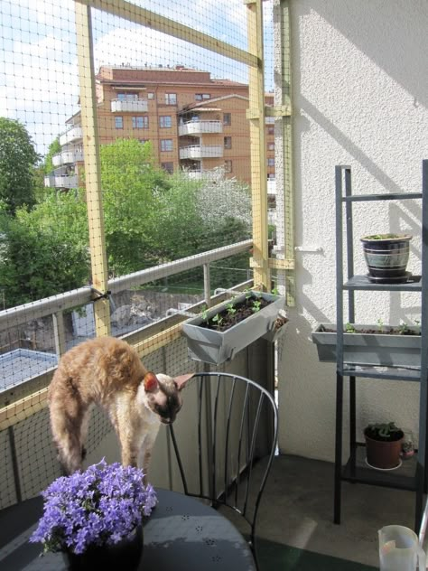 Cat Balcony Ideas, Cat Proof Balcony, Cat Net, Apartment Porch, Interior Design Minimal, Outdoor Pet Enclosure, Balkon Decor, Cat Patio, Tiny Balcony