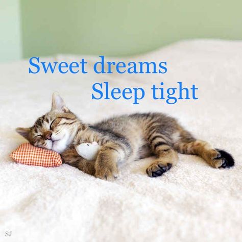 Good Night Kitty, Sweet Dreams Sleep Tight, Good Night For Him, Good Night Qoutes, Irish Sayings, Good Night Cat, Cats Sleeping, Beautiful Good Night Quotes, Funny Kid Memes